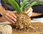 Musgo Sphagnum para Cultivo 6 Litros