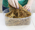 Musgo Sphagnum para Cultivo 6 Litros