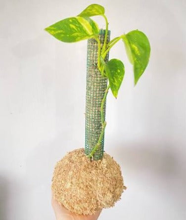Musgo Sphagnum para Cultivo 6 Litros