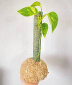 Musgo Sphagnum para Cultivo 6 Litros