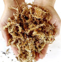 Musgo Sphagnum para Cultivo 6 Litros
