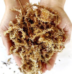 Musgo Sphagnum para Cultivo 6 Litros