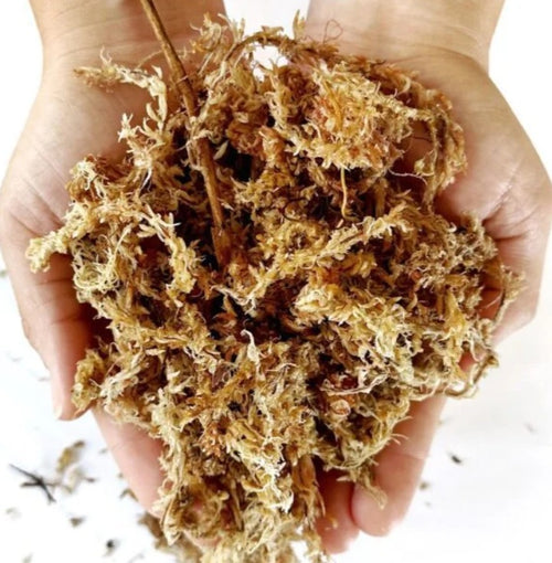 Bloque Musgo Sphagnum 1 Kg (80 Litros)
